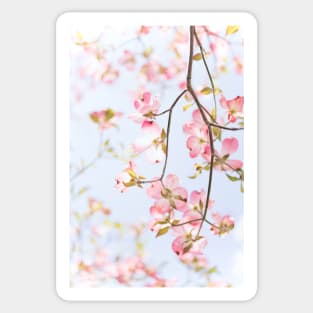 Sakura Flowers Sticker